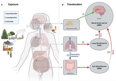 Neurotoxicity of Engineered Nanomaterials: Testing Considerations